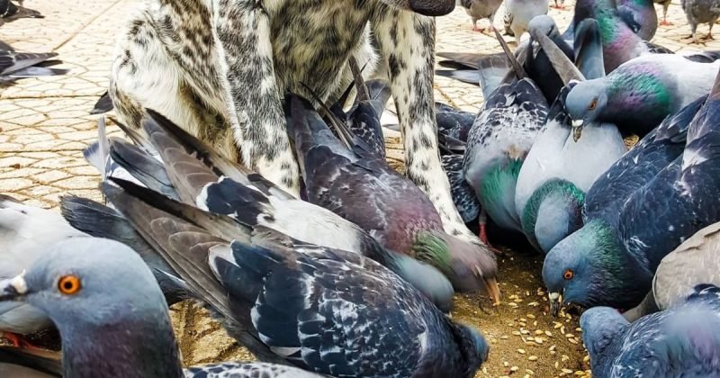 pigeons-eating-birdseed-with-dog